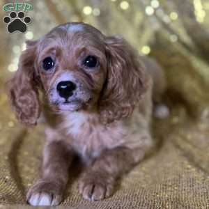 Tim, Cavapoo Puppy